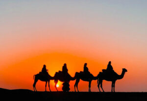 Camels at sunset in Agafay