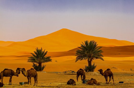Zagora Desert Tour – 3 Days / 2 Nights from Marrakech